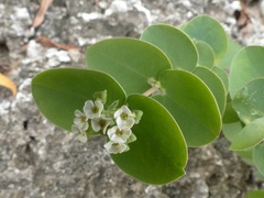 Euphorbia pancheri