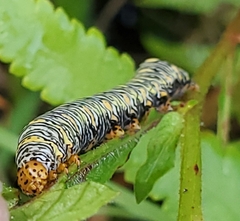 Eudryas unio