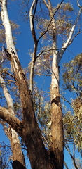 Eucalyptus striaticalyx