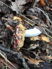 Hypomyces microspermus