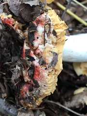 Hypomyces microspermus