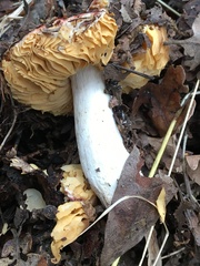 Hypomyces microspermus