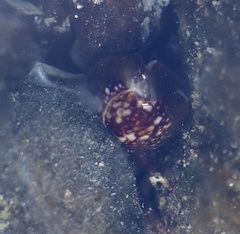 Monetaria caputophidii