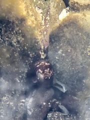 Monetaria caputophidii