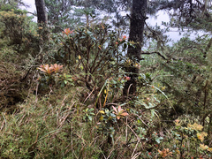 Pieris japonica taiwanensis