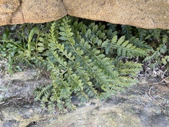 Asplenium difforme