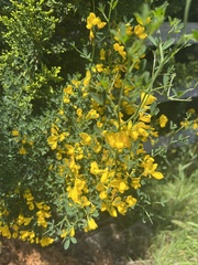Calicotome spinosa