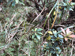 Pieris japonica taiwanensis