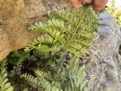 Asplenium difforme