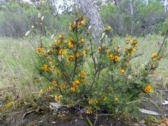 Pultenaea laxiflora