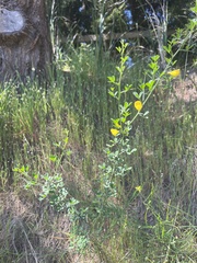 Calicotome spinosa