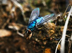 Lucilia eximia