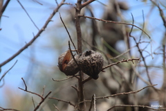 Hakea gibbosa