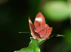 Abisara geza