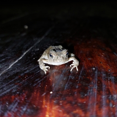 Rhinella marina