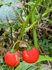 Solanum capsicoides