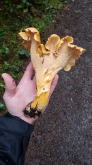 Cantharellus formosus