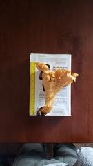 Cantharellus formosus