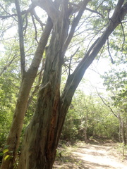 Chloroleucon mangense