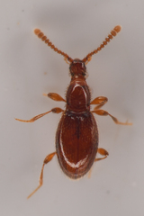 Scydmaeninae