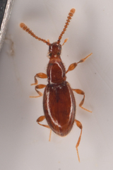 Scydmaeninae
