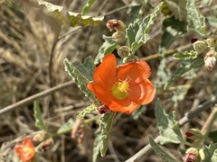 Sphaeralcea