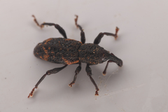 Steremnius carinatus