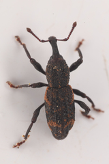 Steremnius carinatus