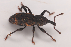 Steremnius carinatus