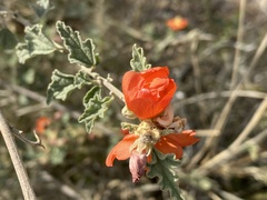 Sphaeralcea