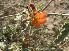 Sphaeralcea