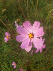 Cosmos bipinnatus