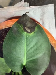 Monstera deliciosa