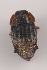 Micropeplus
