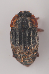 Micropeplus