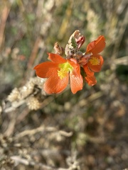 Sphaeralcea