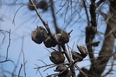 Hakea gibbosa