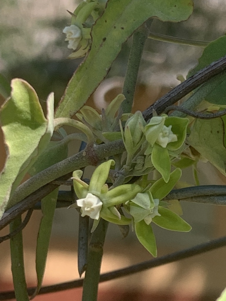 Araujia brachystephana; photograph Leonel Roget, CC BY, iNaturalist via GBIF