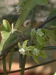 Araujia brachystephana