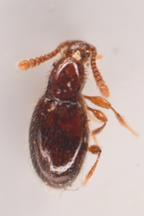 Scydmaeninae