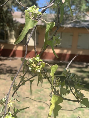 Araujia brachystephana, photograph 1