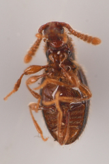 Scydmaeninae