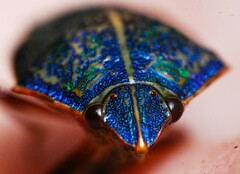 Coleotichus blackburniae