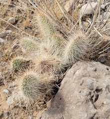 Opuntia diploursina