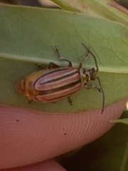 Disonycha bicarinata