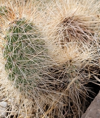 Opuntia diploursina