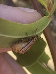 Disonycha bicarinata