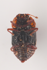 Micropeplus