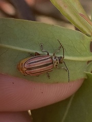 Disonycha bicarinata