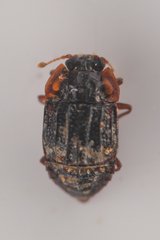 Micropeplus